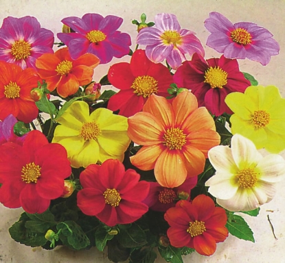 Picture of Dahlia - Coltness Mixed